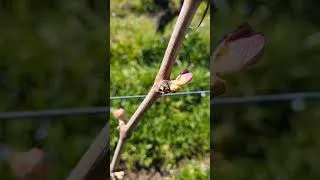 Miniature : 🌱 “Three little buds…” 🎶Au printemps dans les vignes quand les premiers bourgeons apparaissent...