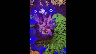 Miniature : MH paradise acropora (signature corals marinehome)