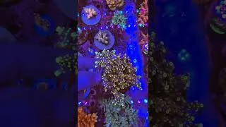 Miniature : MH cytherea acropora (signature corals marinehome)