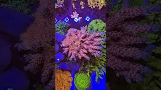 Miniature : MH pinky microclados acropora (signature corals marinehome)