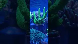 Miniature : MH aspera acropora (signature corals marinehome)
