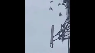 Miniature : Réflexion - Des oiseaux essaye de couper les câbles d'antennes 5G, ils savent peut-être pourquoi !!!