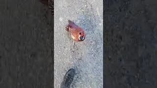 Miniature : Je me fais attaquer par un faisan !