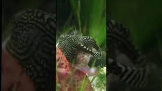 Miniature : 🕐 Short | T'as essayé de mettre tes noyaux dans l'aquarium ? (Titre!!) #hillstreamloach #sewellia