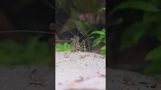 Miniature : 🕐 Short | Il était une fin...la vie #mort #aquarium #vie #life