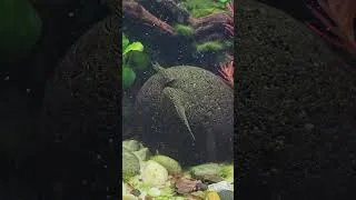 Miniature : 🕐 Short | Coucou les Sewellia #hillstreamloach #aquarium #river