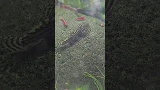 Miniature : 🕐 Short | Une partie du groupe de sewellia qui chill #sewellia #streamloach #river #aquarium