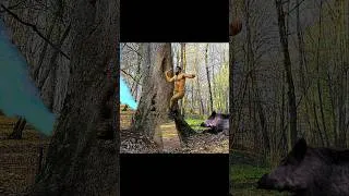 Miniature : A shelter deep in the tree/Escape from the wild boar