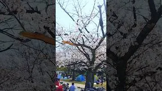 Miniature : Ça pullule de #Sakura au #Japon, la folie ! #vlog #tokyo