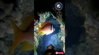 Miniature : "Close Encounter with Fish + Epic Night Dive Through Coral Caves | POV Scuba Adventure" #ia #shorts