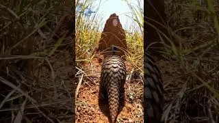 Miniature : Juvenile Pangolin POV | Rare Wildlife Camera Footage in the African Savanna #ia#shorts