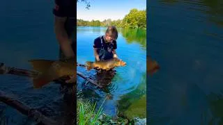 Miniature : Jolie carpe de gravière  #music #carpfishing #fishing #fish #carpe #fish #photographie