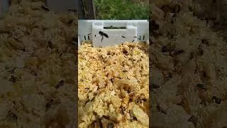 Miniature : léchage des opercule par les abeilles