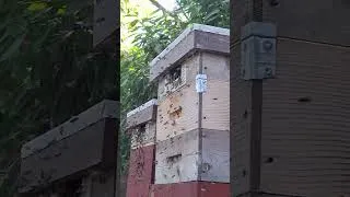 Miniature : Léchage des hausses de miel et piégeage des frelons 