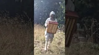 Miniature : récolte du miel d'été avec chasse abeilles et souffleur