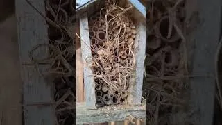 Miniature : point du soir abeilles sauvages