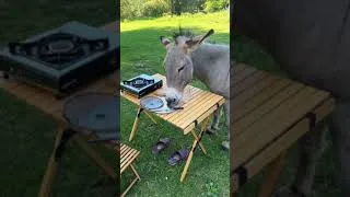 Miniature : Un spot de rêve pour camper 🏕️ 1/2 #park4night #camping