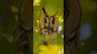 Miniature : 🦉 #birds