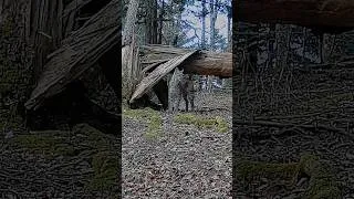 Miniature : Tcheu, c'te Panthère 🐾