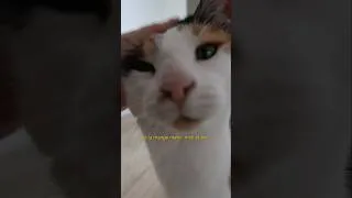 Miniature : Mon mini chat, je la croque 🍤 Un bisou pour vous 🥹