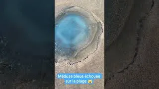 Miniature : #cotedopale #merlimont #meduse #medusa #plage #beach #foryou
