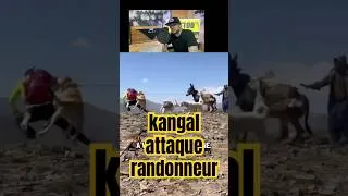 Miniature : Attaque de kangal, chiens de protection.  #dog #chien #kangal #alabai #guard #viral #shorts #fyp