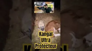 Miniature : Jeune kangal, une sélection canine réussie. #dog #kangal #alabai #puppy #viral #shorts #chien #guard