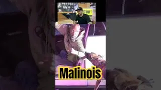 Miniature : Chien de police, malinois au travail. #dog #malinois #police #k9 #viral #shorts