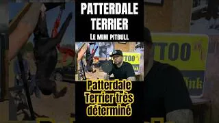 Miniature : Patterdale Terrier, un chien exceptionnel. #patterdaleterrier #dog #hunting #video #viral #shorts