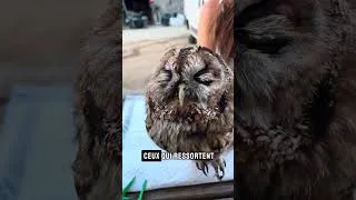 Miniature : .❤️‍🩹#animal #rescue #love #freedom