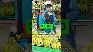 Miniature : Deux bananes, deux réalités différentes...🍌