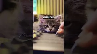 Miniature : On construit l’arbre à chat de Kumo 😻