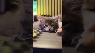 Miniature : On adopte un chaton Sibérien ! 🥰