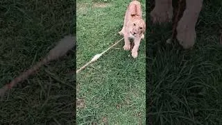 Miniature : Young lioness playing like a house cat 🦁🐱 (slow-motion) #animals #rescue #slowmotion #lion