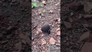 Miniature : The dung beetle rolls its ball across the savannah 💩🌱 #animals #africa #dungbeetle #wildlife