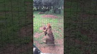 Miniature : Tigers jumps to catch their lunch 🐯🥩 #animals #tigers #slowmotion #rescue #impressive