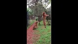 Miniature : Tiger jumps to catch meat, filmed in slow-motion #animals #tigers #slowmotion #rescue