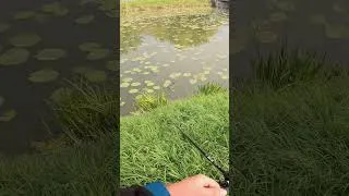 Miniature : Sacrée grenouille 🐸🐸 #fishing #lurefishing