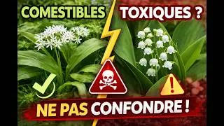 Miniature : ⚠️ 10 Plantes TOXIQUES que vous CONFONDEZ avec des COMESTIBLES (Partie 1 ERREURS GRAVES à éviter) 🌿
