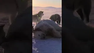 Miniature : Le Dernier Chasseur d’Ours Polaires : Traque sur la Banquise