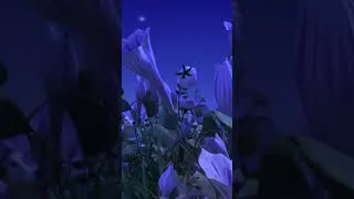 Miniature : Maya découvre la nature avec Flip 🐝 Maya l’Abeille #shorts