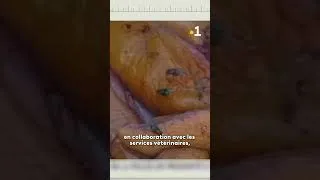 Miniature : 40 ans de télévision à Mayotte : les débuts de la police de proximité à Mayotte