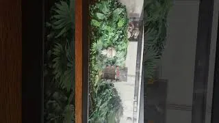 Miniature : petite créations avec mes pop jurassic park et un veille aquarium 😄  #jurassicpark