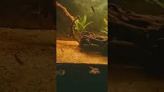 Miniature : oui j'ai repris 2 pirahnas il sont dans 450 ps: il faut que je nettoie la vitre #aquarium #passion