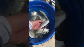 Miniature : FISHING 🎣