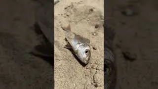 Miniature : Triplet poisson 🐟