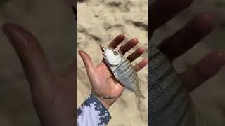 Miniature : FISHING 🎣