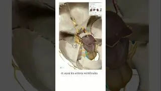 Miniature : Tous les foramens de la base du carne (prt 2) #anatomy #medecine #science #anatomie #crane #doctor