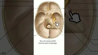 Miniature : Les nerfs craniens passant par la base du crane #anatomy #medecine #science #anatomie #doctor #crane