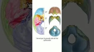 Miniature : Anatomie de la base du carne #anatomy #medecine #science #anatomie #medicalstudent #skull #crane